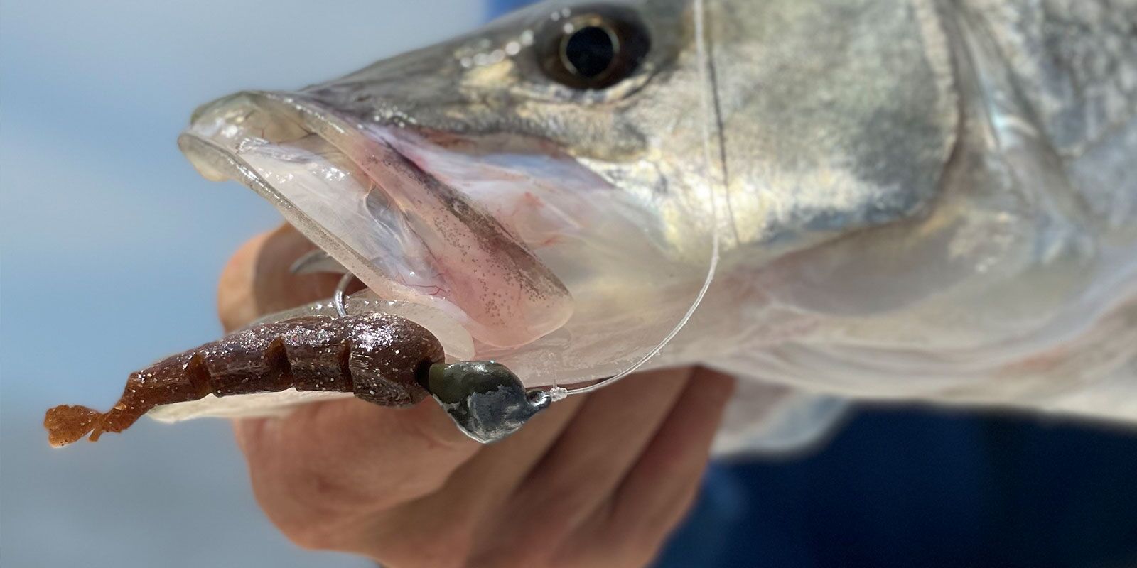 henn lures shrimp in snook mouth