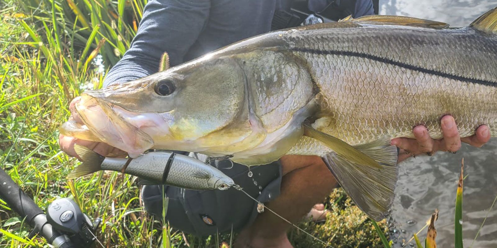snook eats swimbait